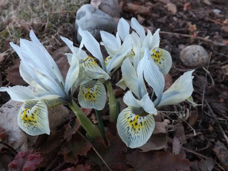 Iris x histroides 'Katherine Hodgkin' photo March14th14016_zpsf612a6a3.jpg